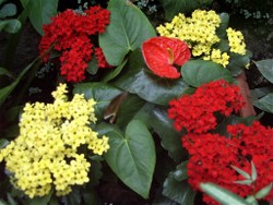 käthchen+flamingo-02_250x188