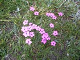 zwergnelke Rosa Zwergnelke am Mont Cenis