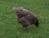 huhn-grau_192x150 graues Huhn von Robert