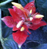 weihnachtsstern-02_193x200