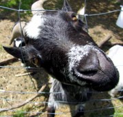 ziege-schaut_180x170