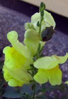 löwenmäulchen+wanze_137x200