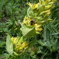 enzian gelb m hummel_200x201 gelber Enzien mit Hummel