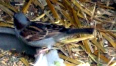 spatz bretten - robert_230x132