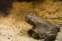 erdkröte_200x133 Erdkröte von Dirk Paeschke