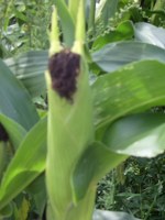 maisteufel110814_150x200