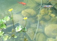teich+fische_200x143