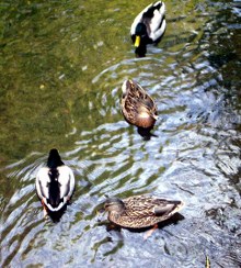 ente-03_Kopie_220x244