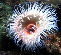 seeanemone-06_Kopie_198x180