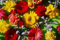 Bild020_Neg.Nr.20_200x133 Geburtstagsblumen