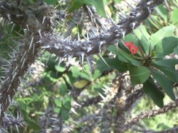 christusdorn-04_250x188