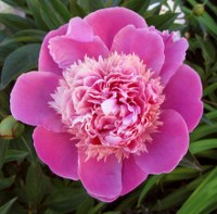 pfingstrose-01_200x197