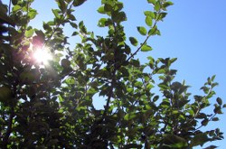 sonnenschein120818_250x165