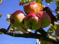 äpfel1782_200x150
