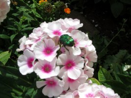 Rosenkäfer auf Phlox