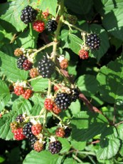 brombeeren-01_173x230