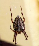 kreuzspinne-02_129x150