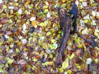 bunte-blätter-01_200x150