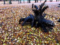 bunte-blätter-04_200x150