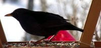 amsel-robert_200x96