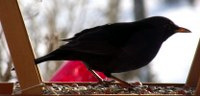 amsel-robert_200x96_02