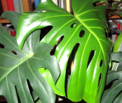 philodendron_Kopie