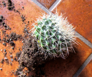 stachelkaktus-01