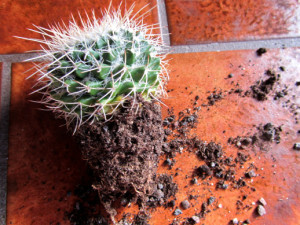 stachelkaktus-02
