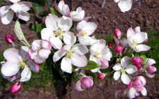 apfelblüten-01_Kopie