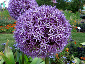 allium-01