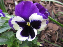 stiefmütterchen-01b_267x200