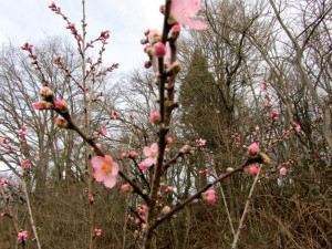 Mandelblüte in Diefenbach 08.02.2016