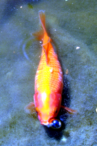 goldfisch-01