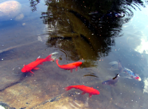 goldfisch-02