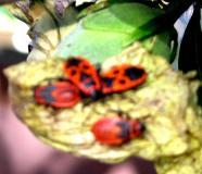 feuerwanzen-07-klein